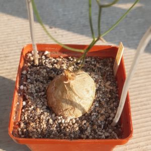 Schizobasis intricata