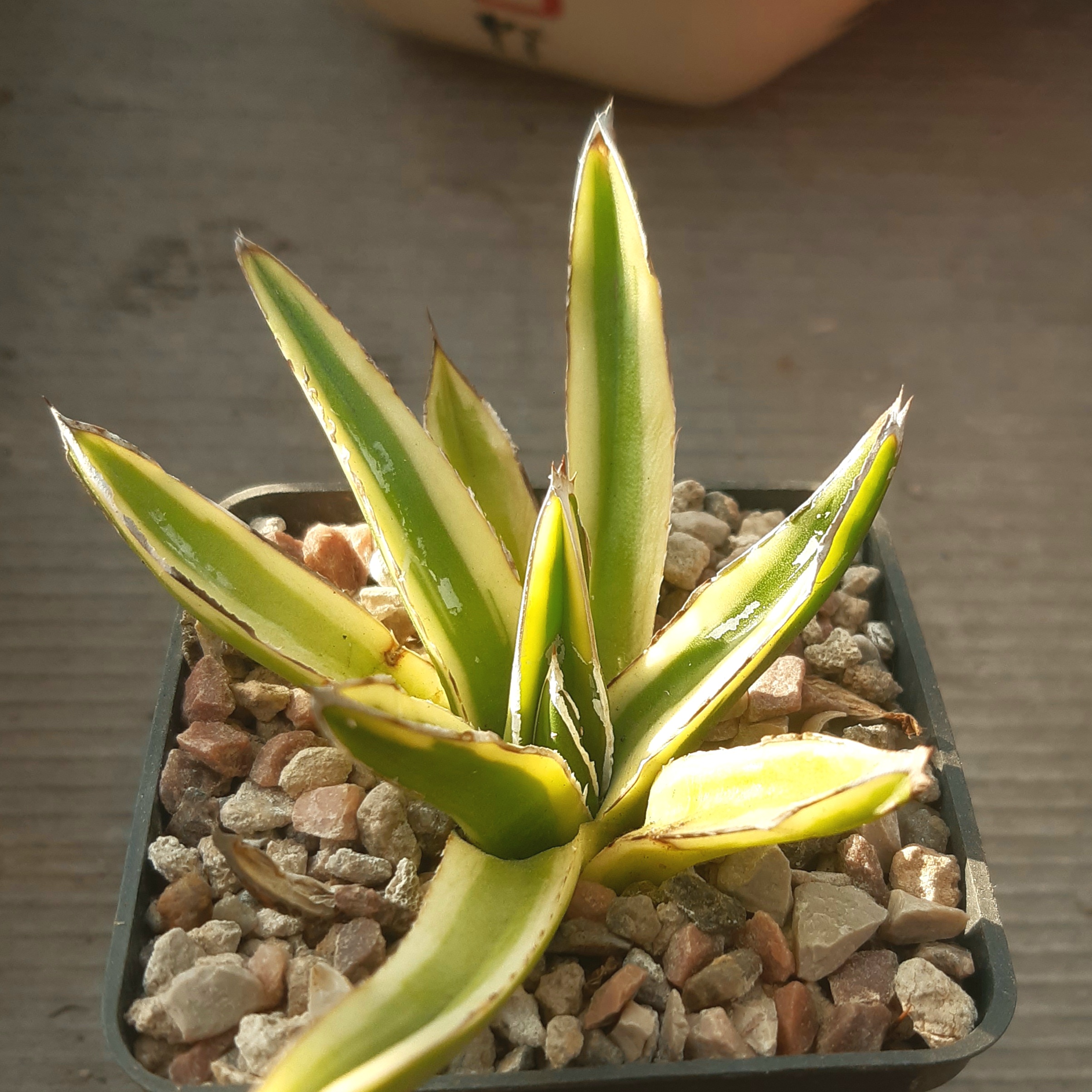 Agave victoriae-reginae 'Kizan' (='Kazo Bano')