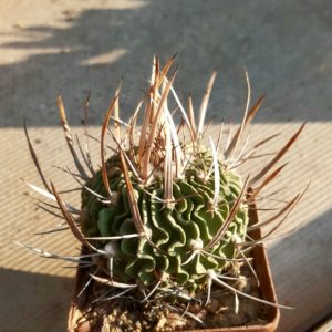Echinofossulocactus phyllacanthus 'grandicornis' SB436 Huizache, SLP