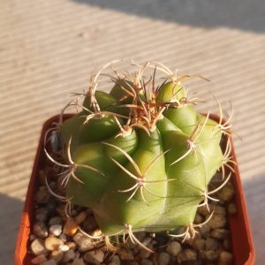 Matucana senilis, Koehres