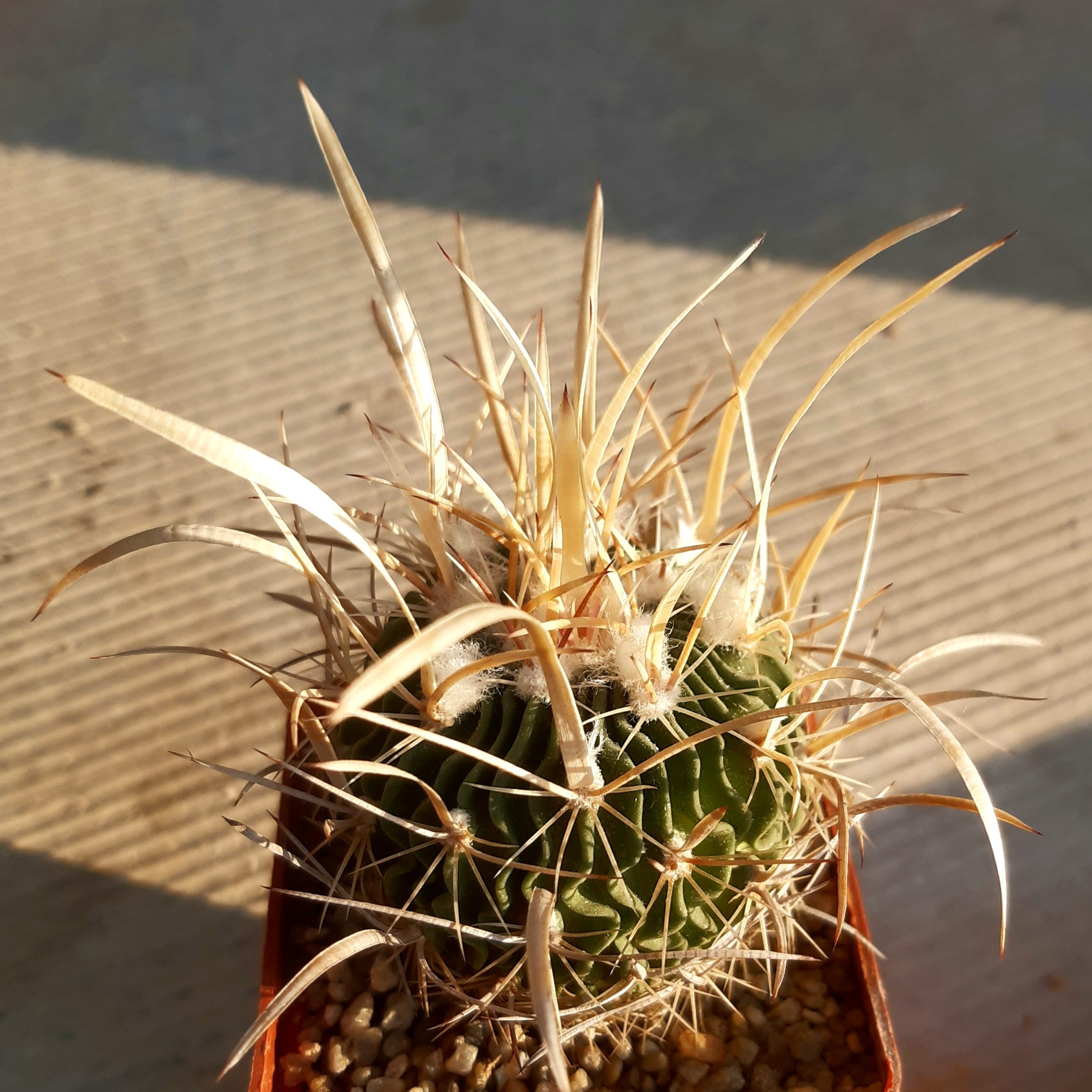 Echinofossulocactus lloydii