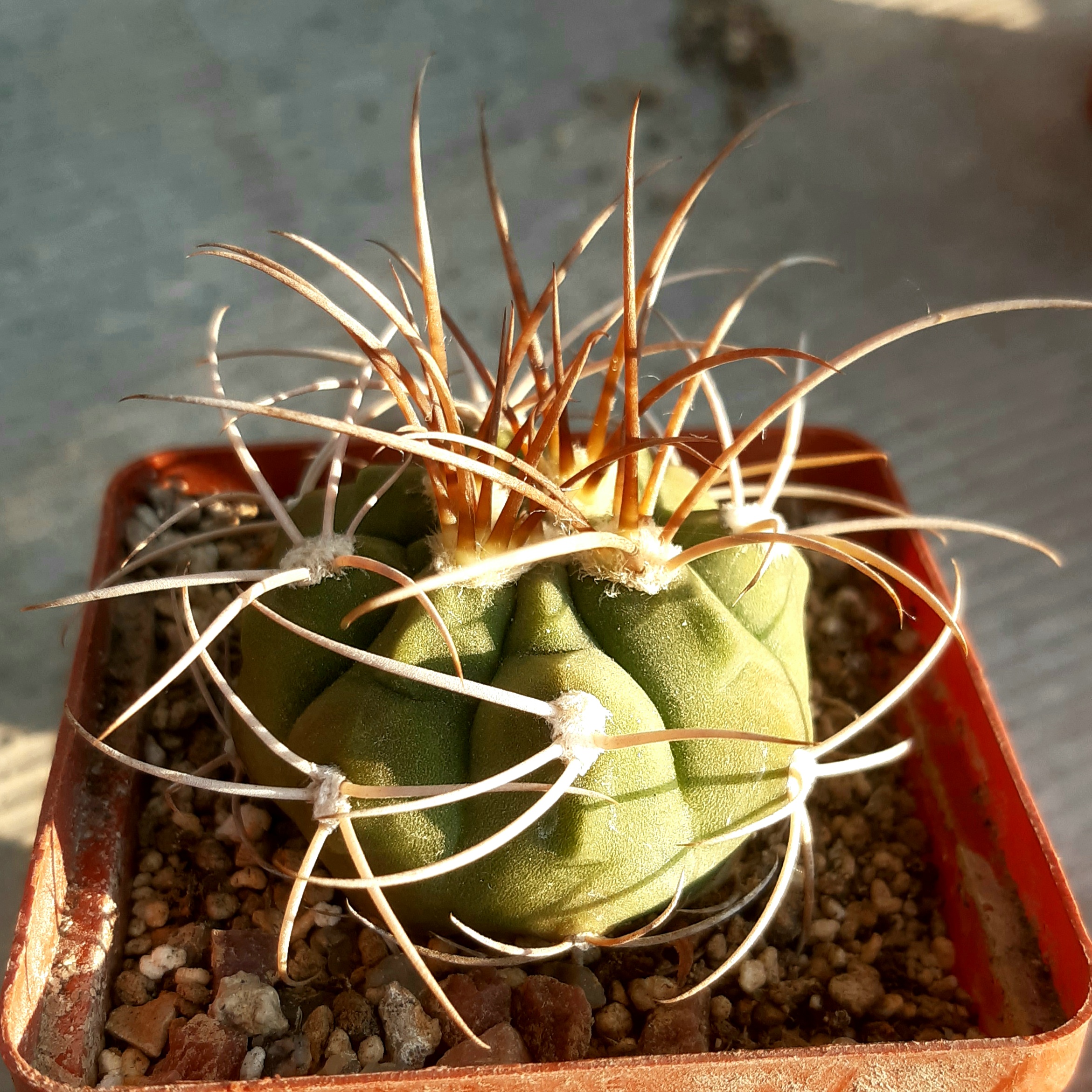 Gymnocalycium polycephalum