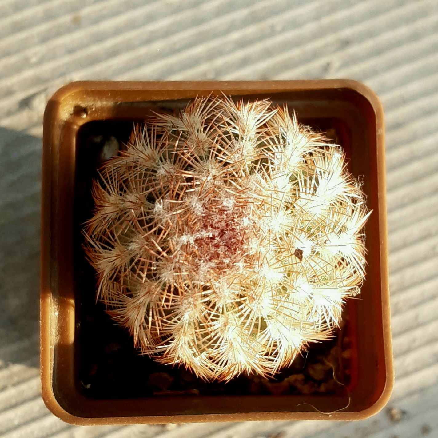 Echinocereus rigidissimus 'rubrispinus' (Mesagarden)