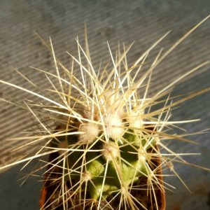 Echinocactus grusonii 'capistranoensis' HR328 Zacatecas
