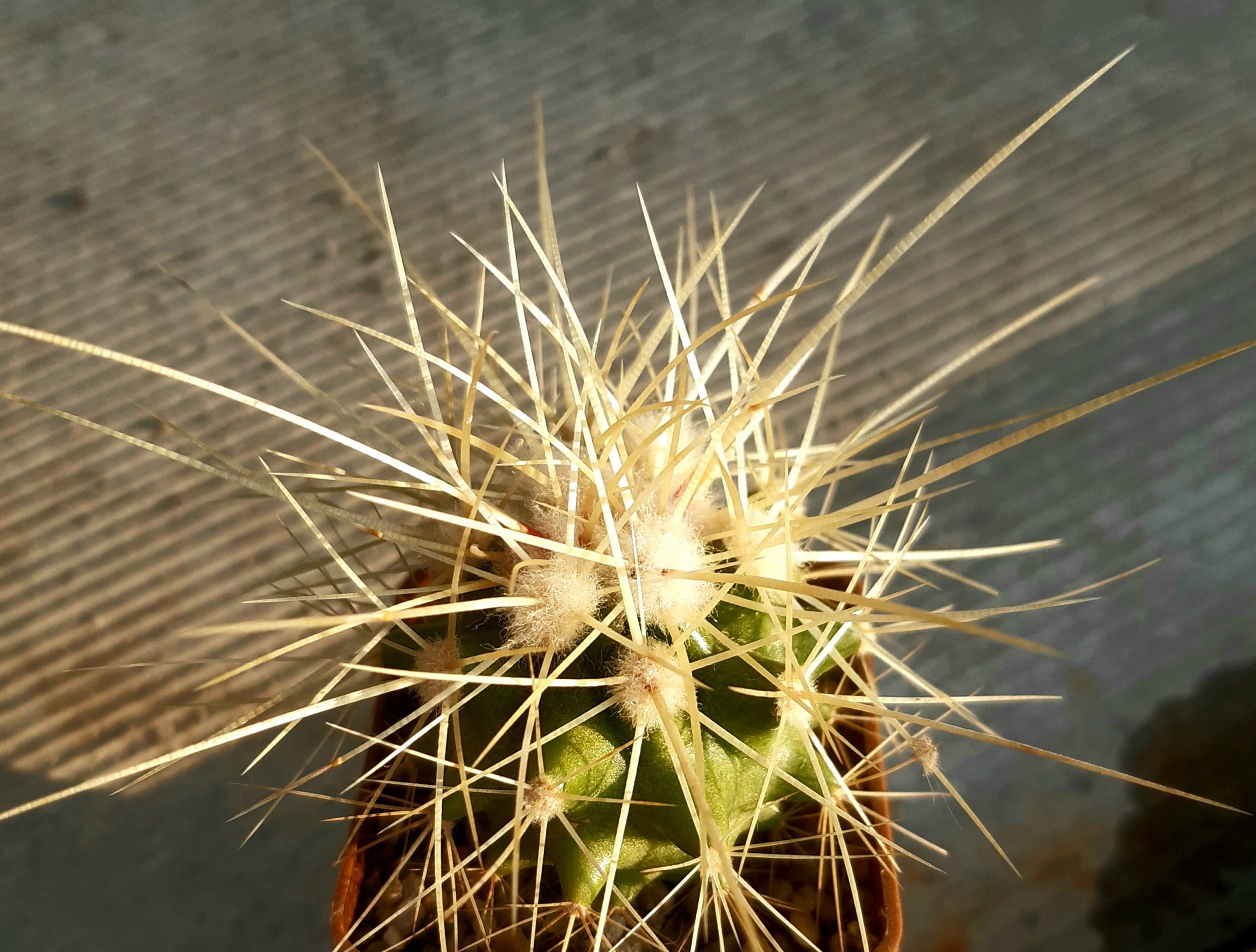 Echinocactus grusonii 'capistranoensis' HR328 Zacatecas