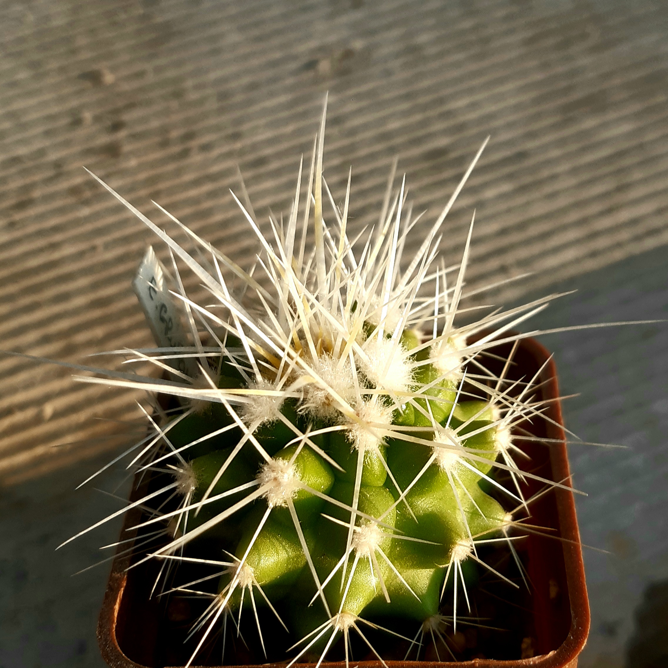 Echinocactus grusonii 'alba'