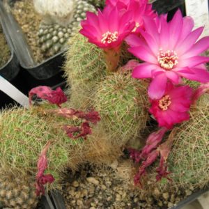Suicorebutia hertusii HS125