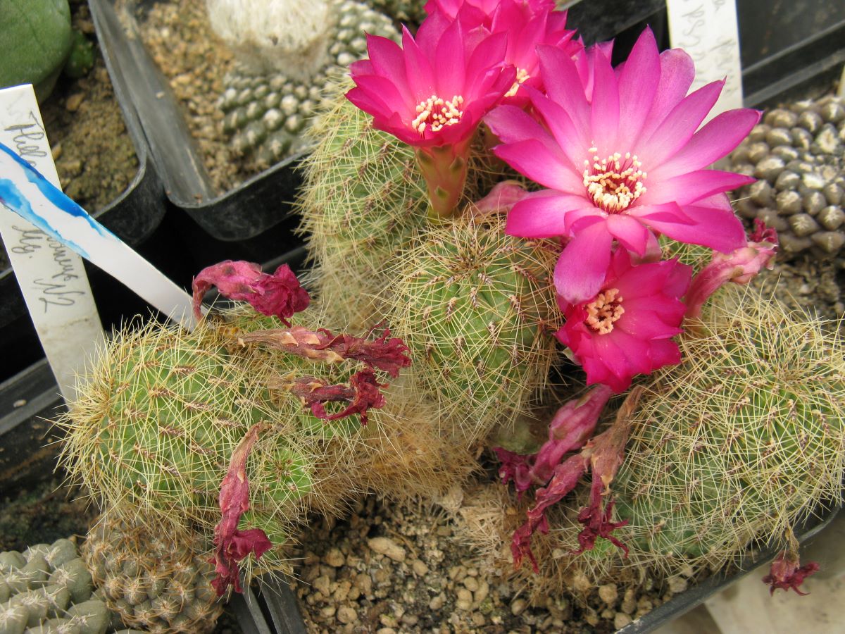 Suicorebutia hertusii HS125