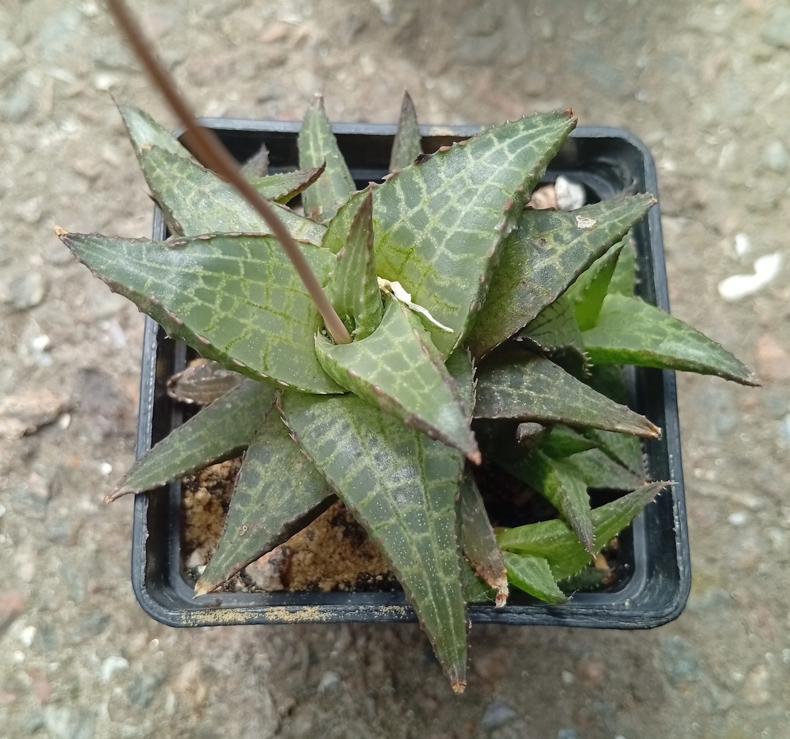 Haworthia tesselata v parva