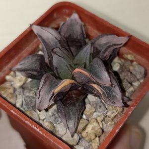 Haworthia Watermelon Mutant Variegated