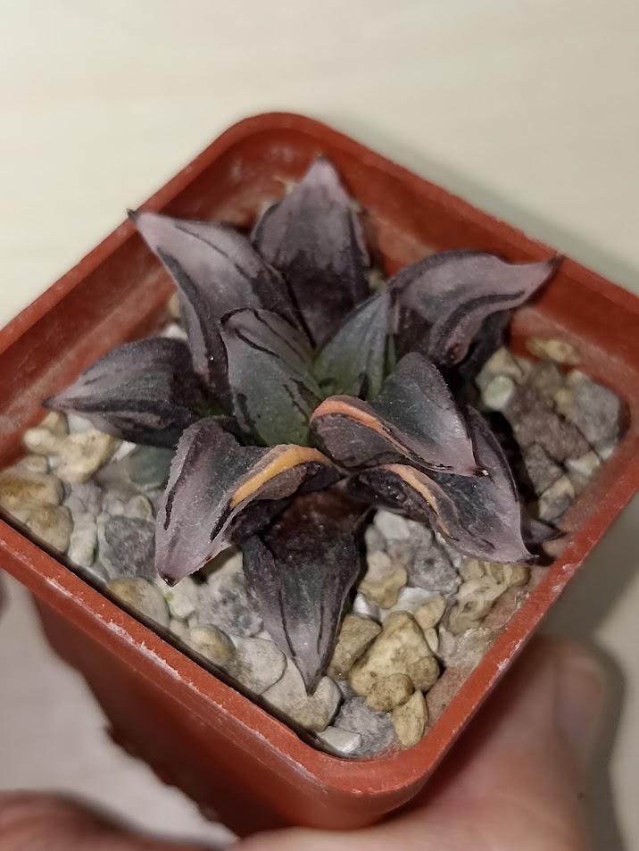 Haworthia Watermelon Mutant Variegated