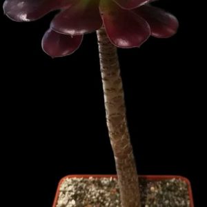 Aeonium `Kilimanjaro` (D pl.=12)-3344(458)