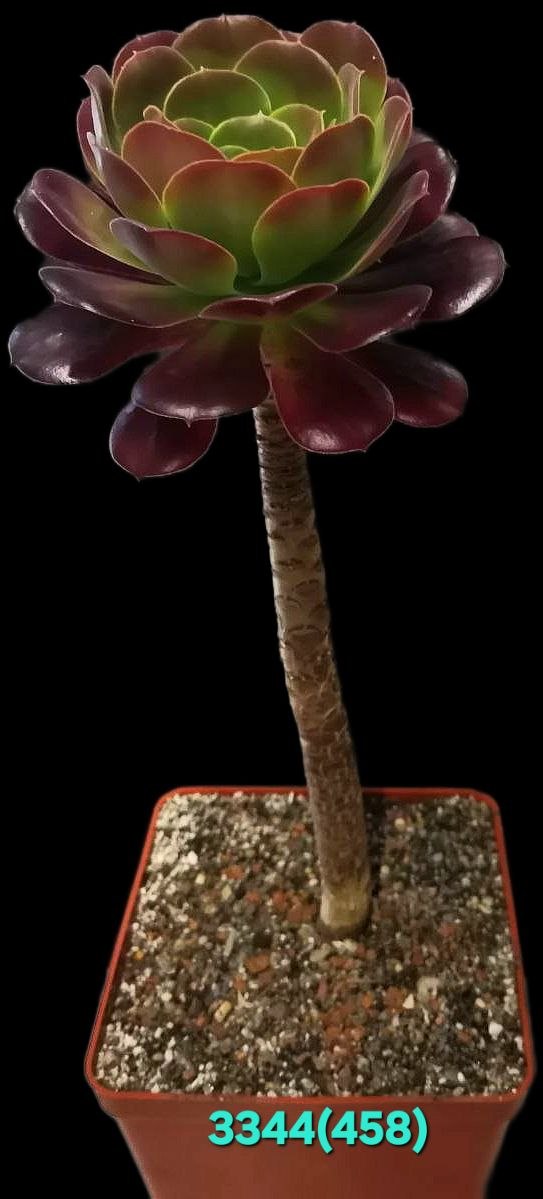 Aeonium `Kilimanjaro` (D pl.=12)-3344(458)