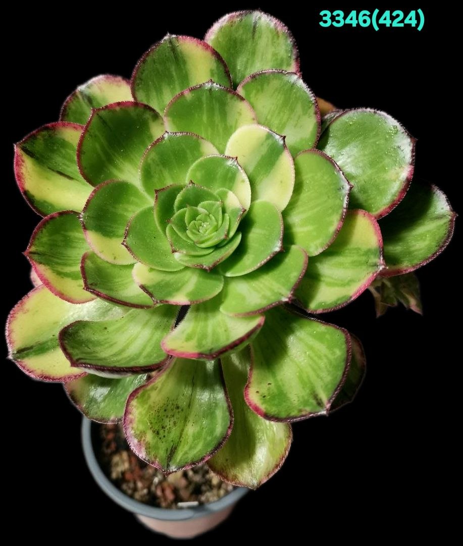 Aeonium `Red Edge` fa. variegata (D=11)-3346(424)