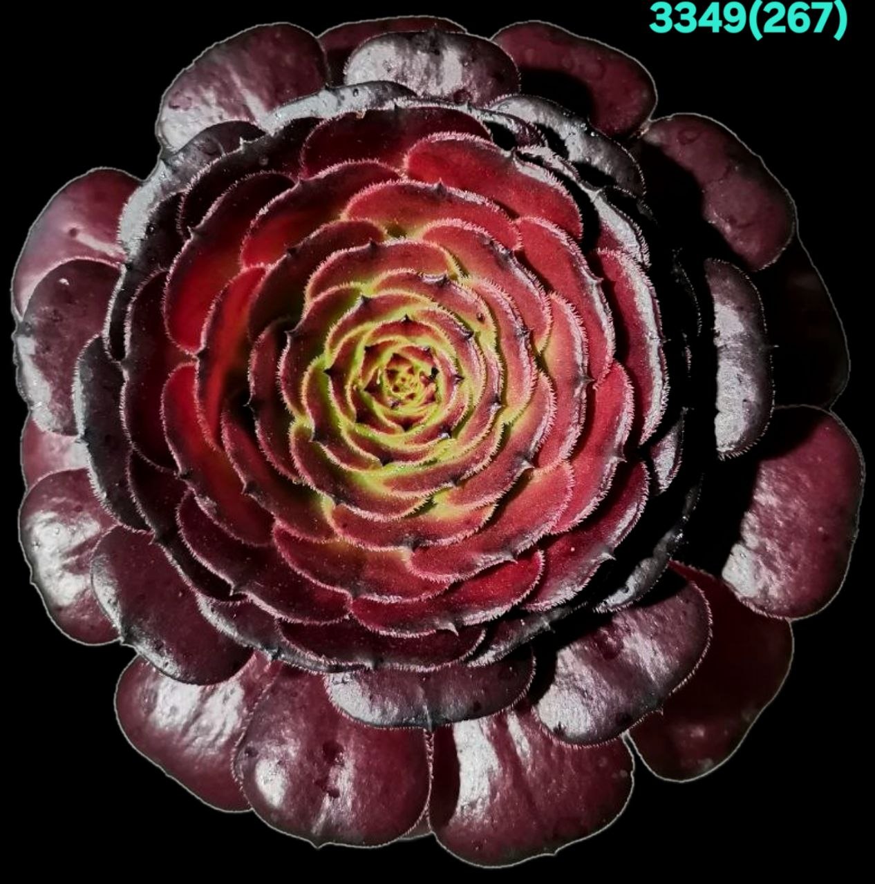 Aeonium `Madeira Rose` (`Halloween`) (D pl.=16)-3349(267)