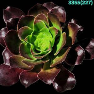 Aeonium `Pomegranate` (D pl.=16)-3355(227)
