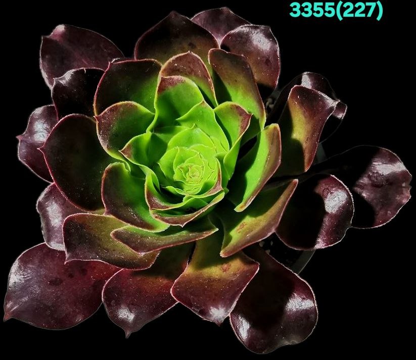 Aeonium `Pomegranate` (D pl.=16)-3355(227)