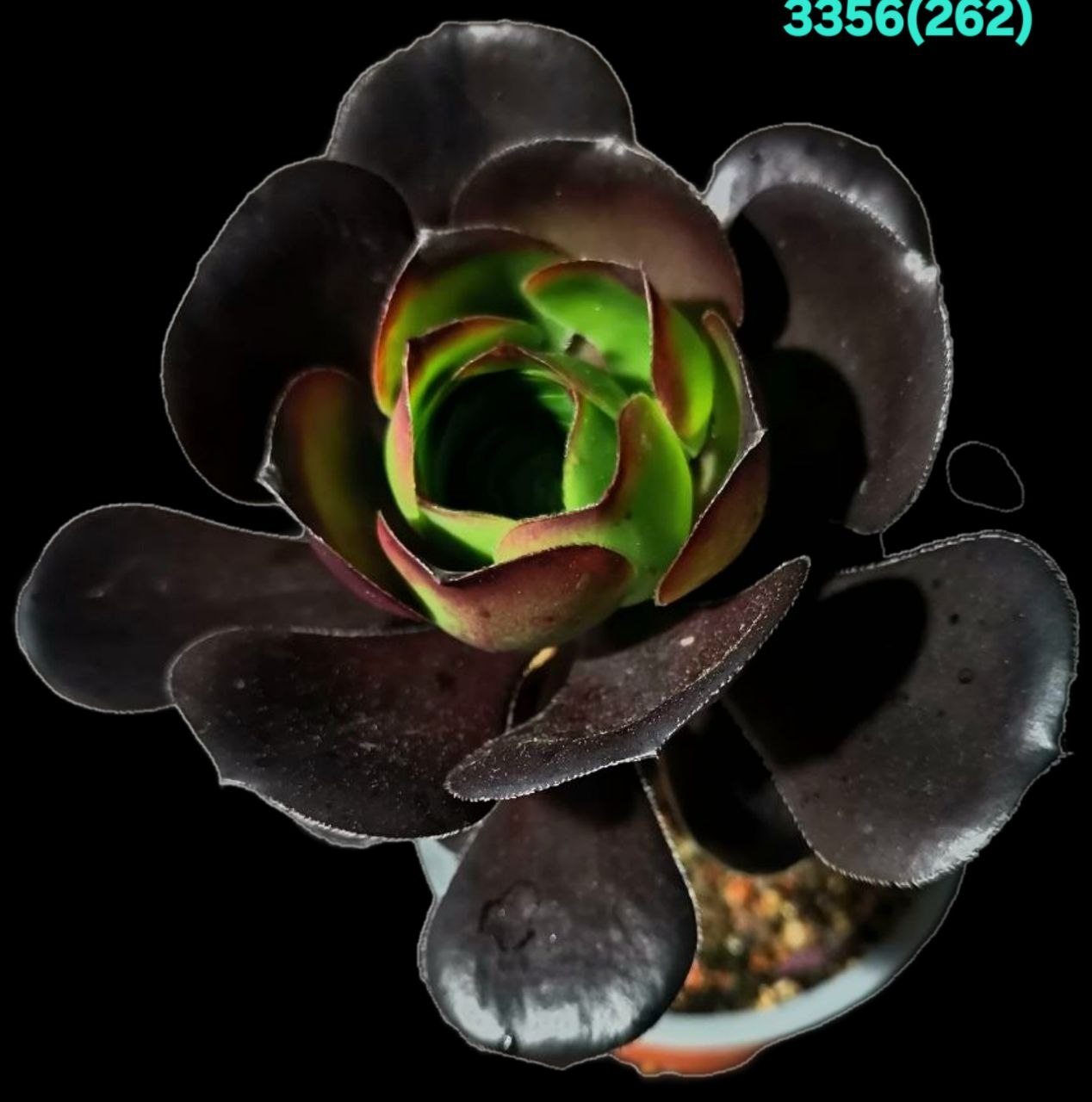 Aeonium `Cornish Rose` (D pl.=11)-3356(262)