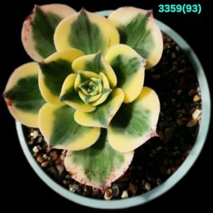 Aeonium decorum `Sunburst` fa. variegate (D pl.=8)-3359(93)