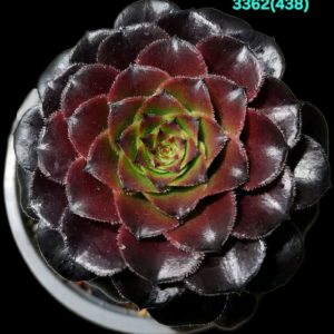 Aeonium `Zwartkin` (`Zwartkop` X tabuliforme) (D pl.=9)-  3362(438)