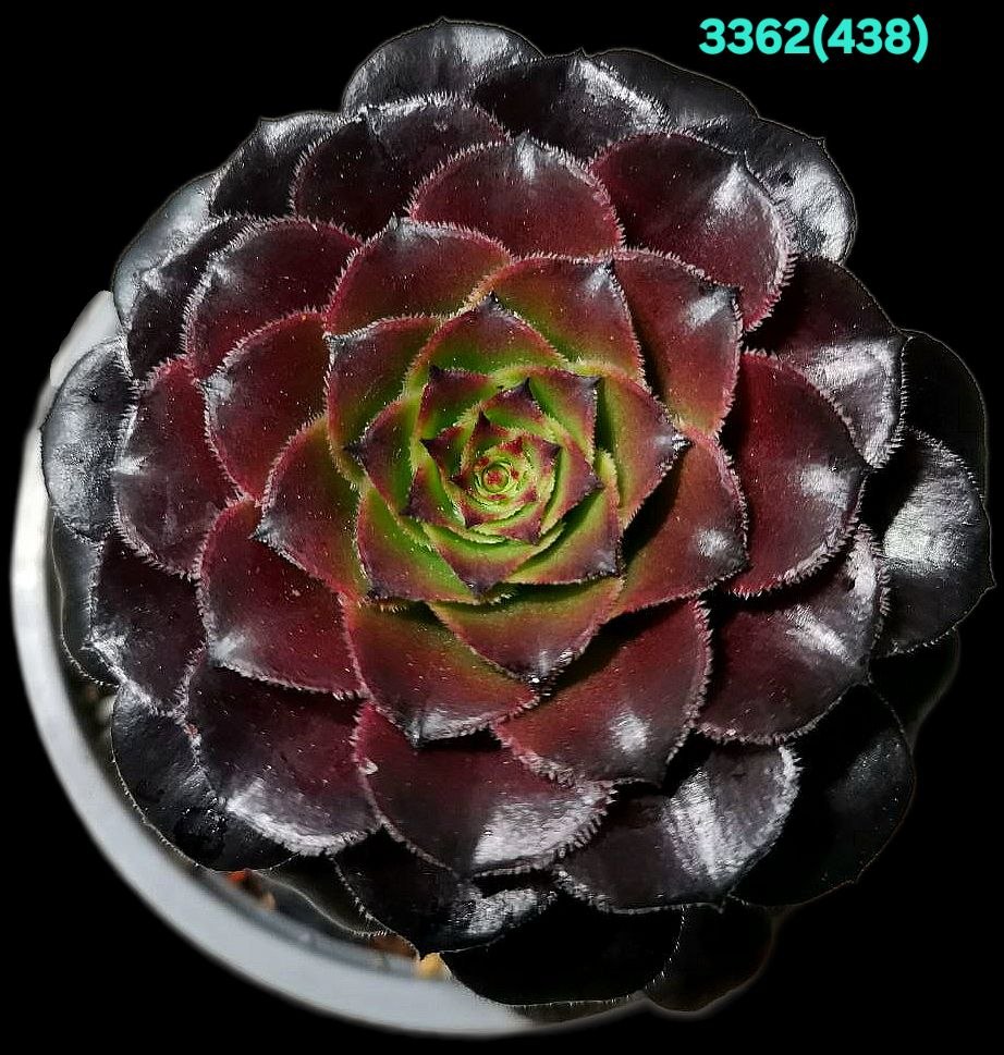 Aeonium `Zwartkin` (`Zwartkop` X tabuliforme) (D pl.=9)-  3362(438)
