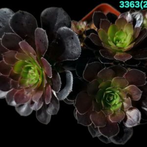 Aeonium `Tip Top` (D pl.=11)-3363(263)
