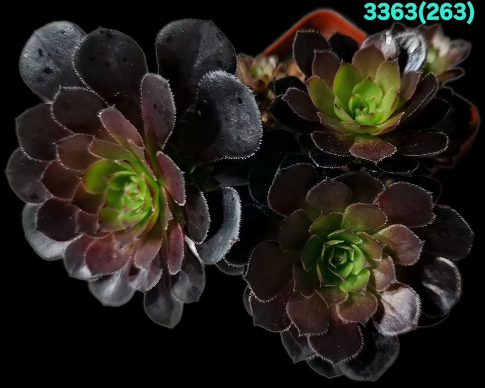 Aeonium `Tip Top` (D pl.=11)-3363(263)