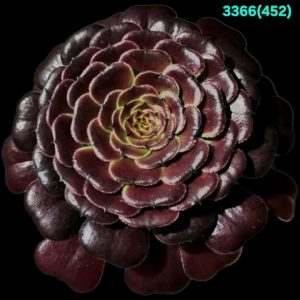 Aeonium `Black Besta` (mutation ‘Mardi Gras`) (D pl.=15)-  3366(452)