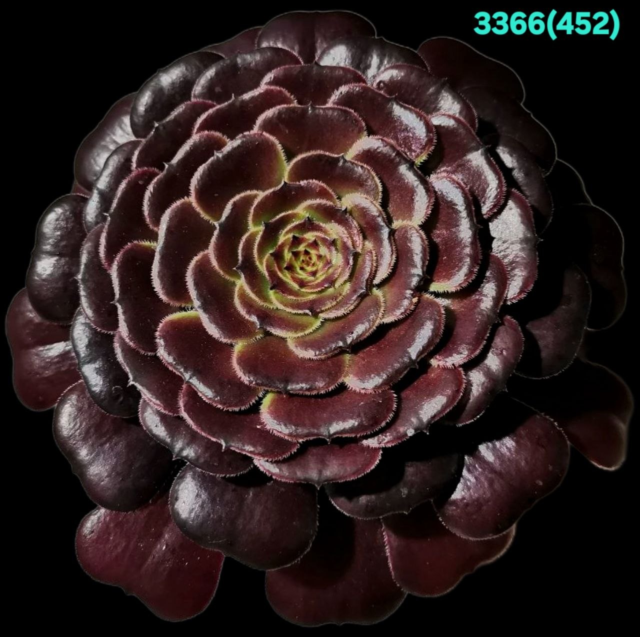 Aeonium `Black Besta` (mutation ‘Mardi Gras`) (D pl.=15)-  3366(452)