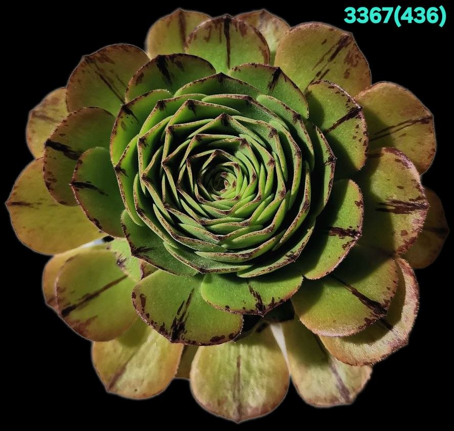 Aeonium `Green Mage` (D pl.=11)-3367(436)