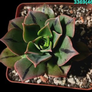 Aeonium `Mary Anne Kunkel` (7x7)-3369(462)