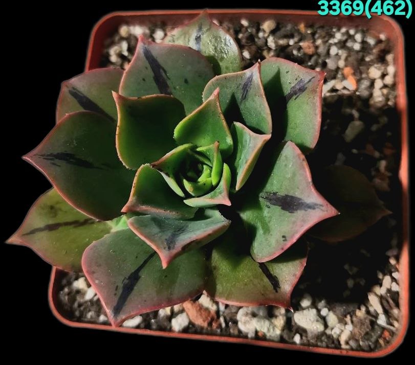 Aeonium `Mary Anne Kunkel` (7x7)-3369(462)