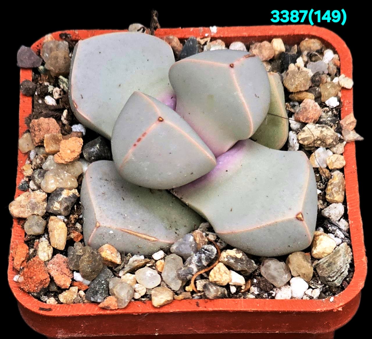 Lapidaria margarethae –Hotson (5x5)-3387(149)