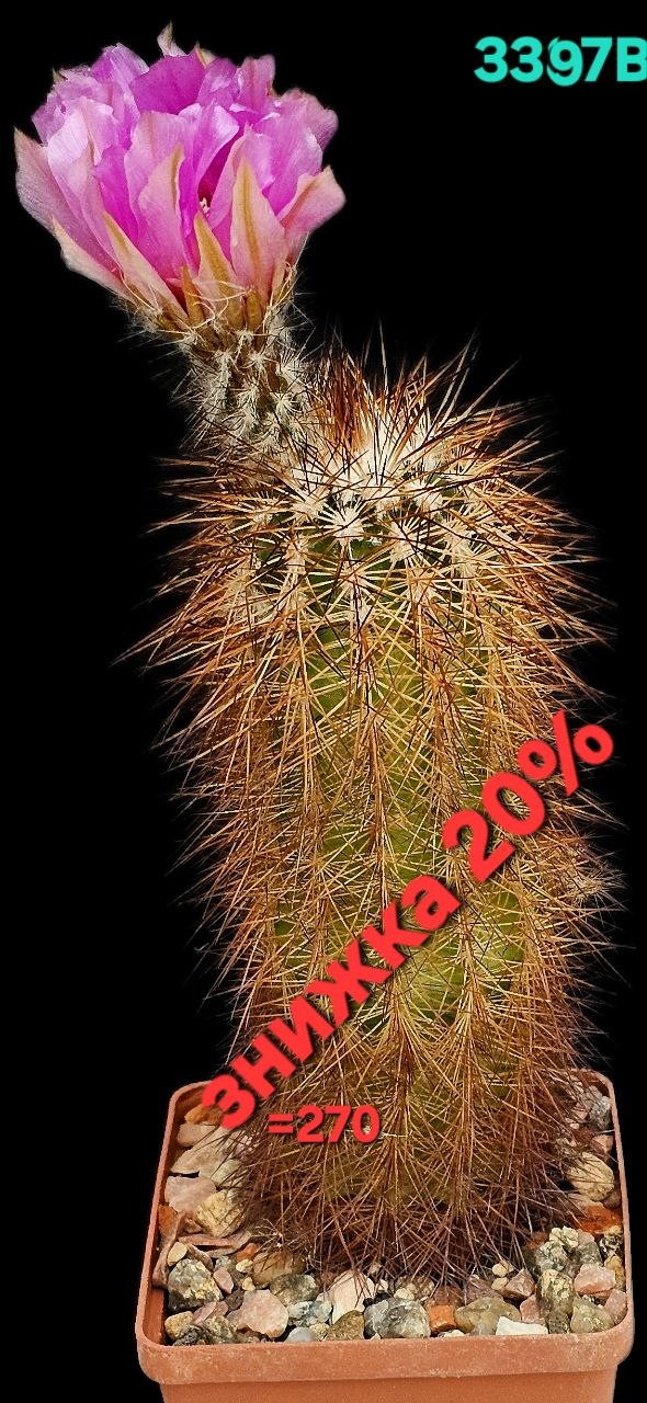 Echinocereus reichenbachii var. baileyi -DJF 1308 (8x8, h=15)-  3397B