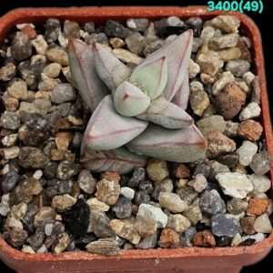 Crassula grisea –Umdaus (5x5)-3400(49)