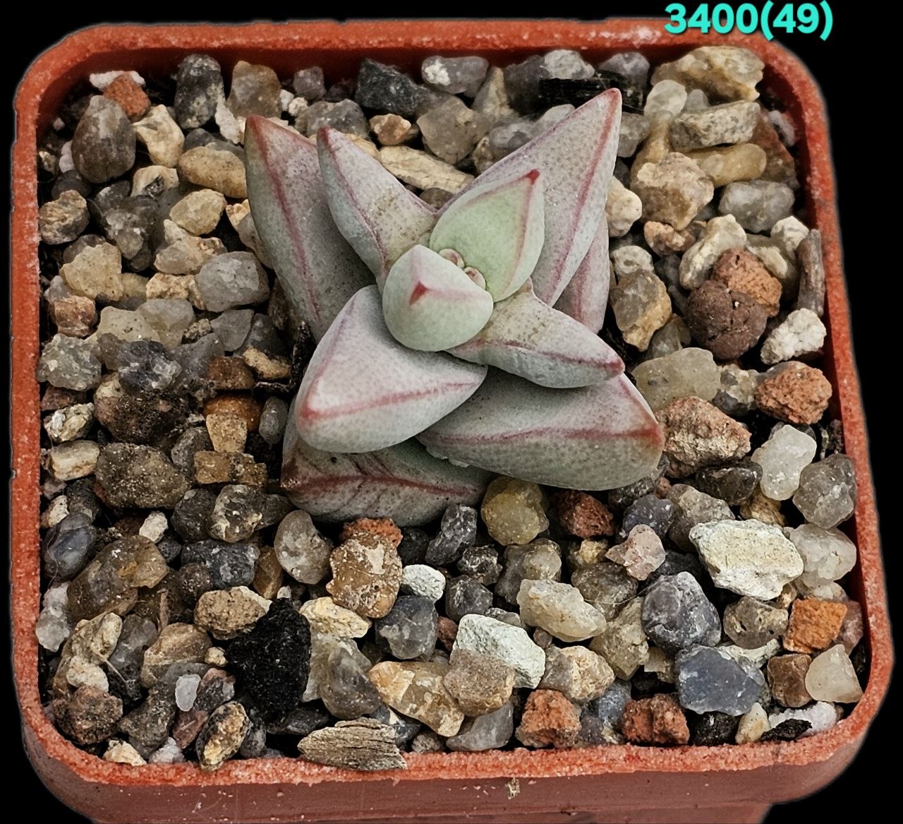 Crassula grisea –Umdaus (5x5)-3400(49)