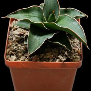Sansevieria Lavranos (7x7)-3402(356)