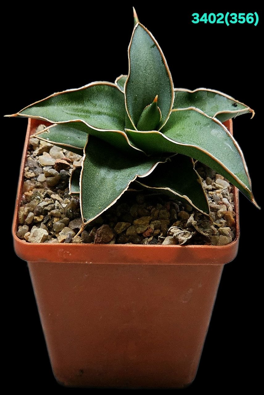 Sansevieria Lavranos (7x7)-3402(356)