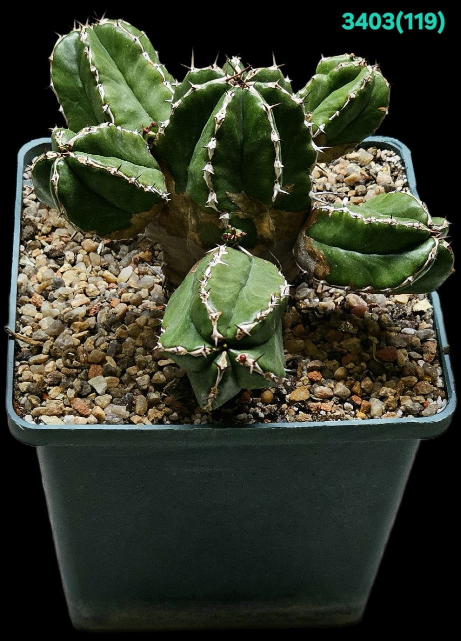 Euphorbia handiensis (12x12)-3403(119)
