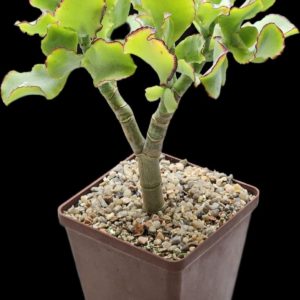 Crassula arborescens ssp. undulatifolia `Curly Bird`- Korea (D  plant=14)-3404(65)