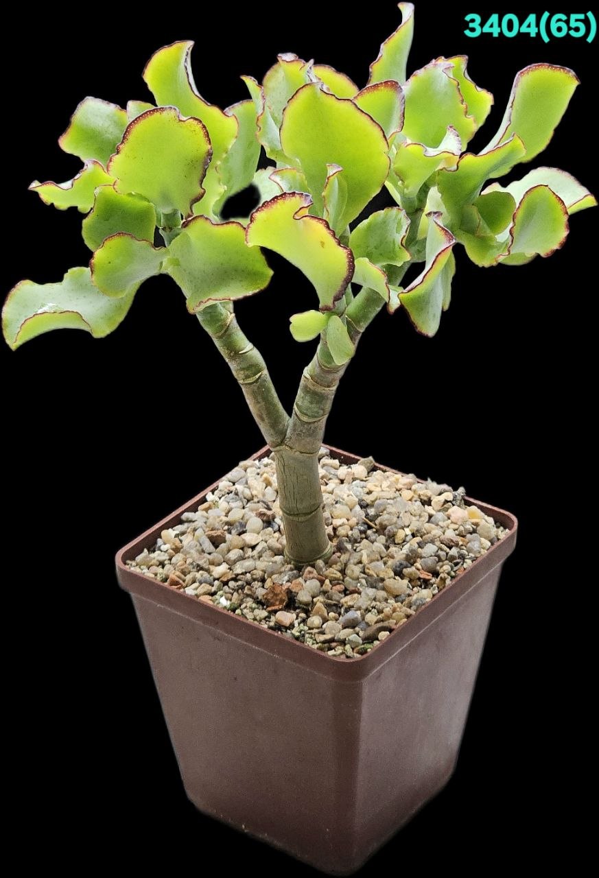 Crassula arborescens ssp. undulatifolia `Curly Bird`- Korea (D  plant=14)-3404(65)