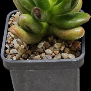 Crassula ovata `Hobbit` (5x5)-3407(58)