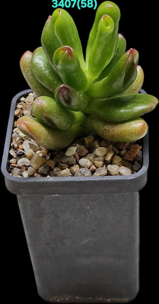 Crassula ovata `Hobbit` (5x5)-3407(58)