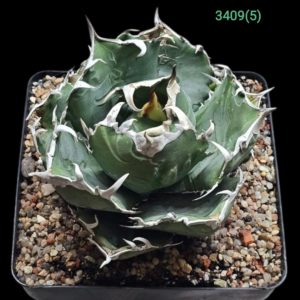Agave titanota `Hakugei` -Thayland (15x15)-3409(5)