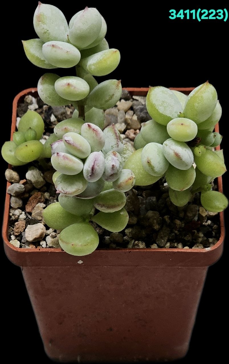 Cotyledon pendens `Cliff Cotyledon` (5x5)-3411(223)