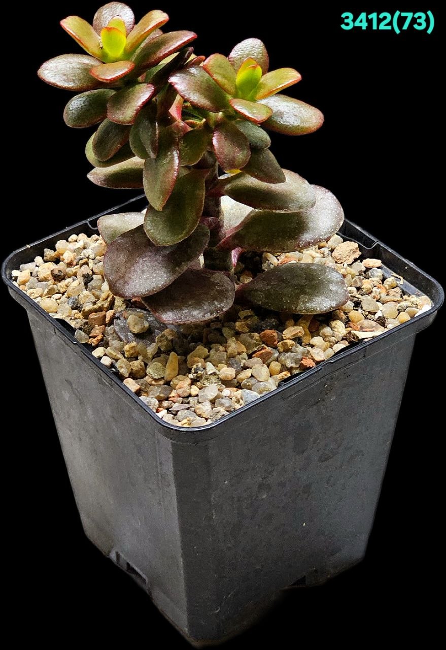 Crassula ovata var. minor `Full Red` -Korea (9x9)-3412(73)