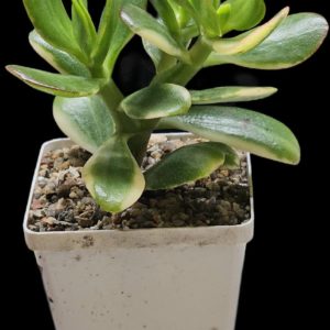 Crassula ovata `Lemon & Lime` fa. variegata (9x9)-3413(91)