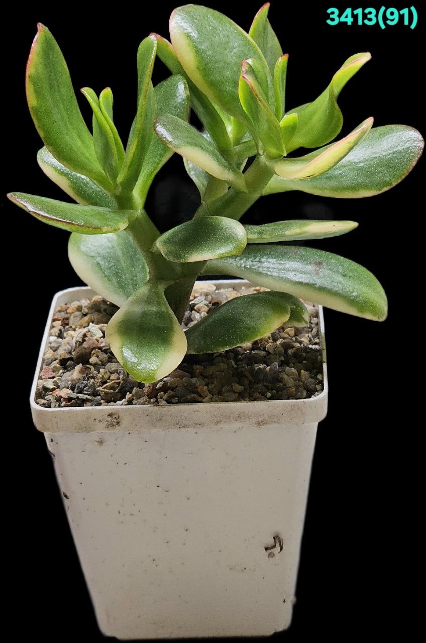 Crassula ovata `Lemon & Lime` fa. variegata (9x9)-3413(91)