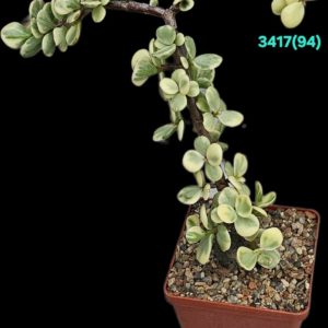 Portulacaria afra fa variegata (Elephant Bush) (for bonsai) (8x8)-  3417(94-1)
