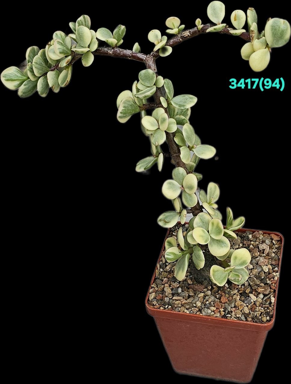Portulacaria afra fa variegata (Elephant Bush) (for bonsai) (8x8)-  3417(94-1)